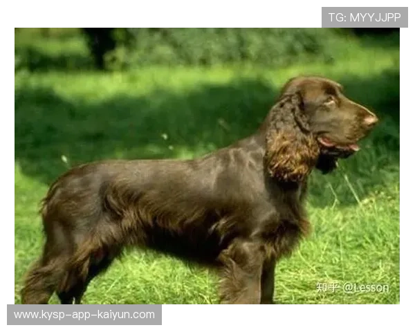 不是比赛态度原因？记者：博伊一直缺阵因长期肠胃病，体重都掉了-直播吧